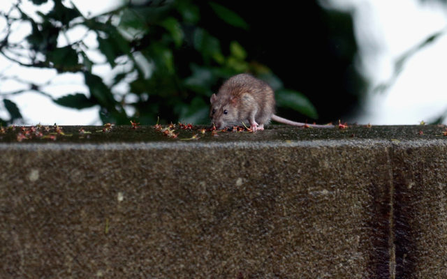 Real-Life Halloween Nightmare: NYC Man Falls Into Sinkhole Full Of Rats