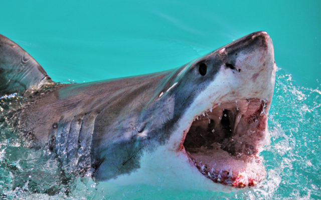 ‘Jackass’ cast encountered a shark attack during ‘Shark Week’